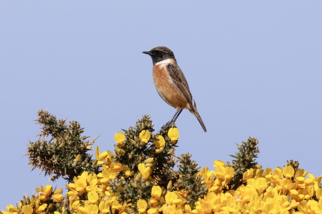Stonechat
