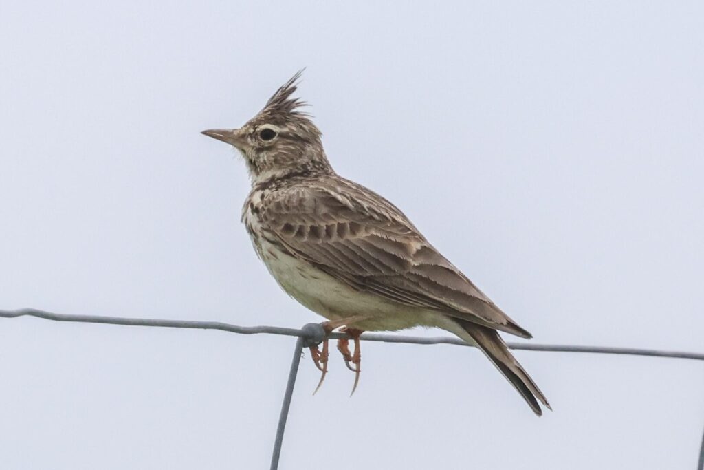 Thekla's Lark