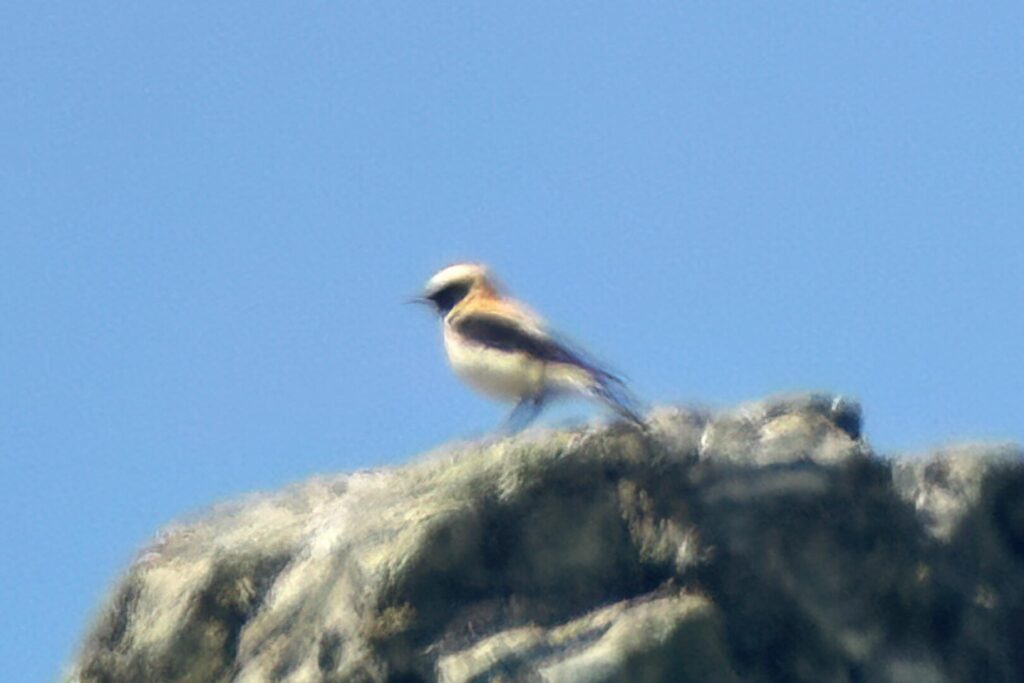Western Black-eared Wheatear