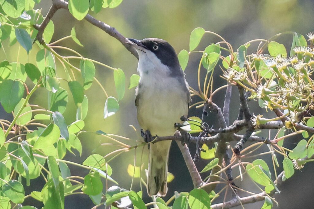 Western Orphean Warbler