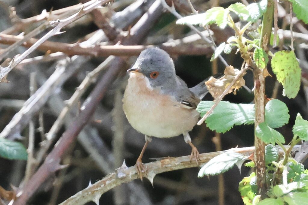 Western Subalpine Warbler