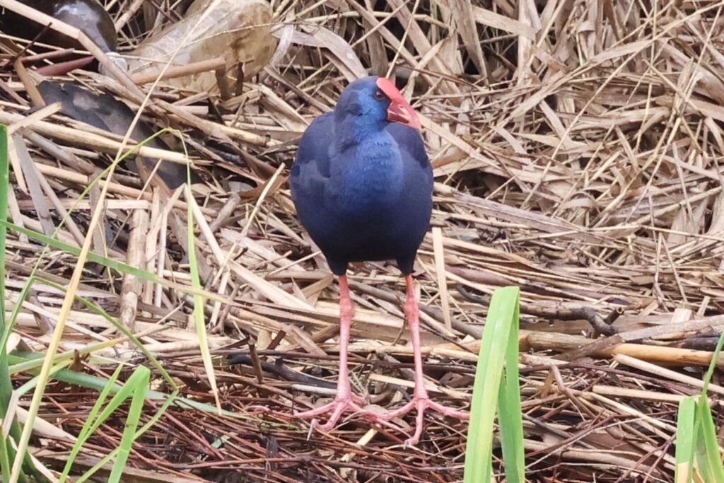 Western Swamphen