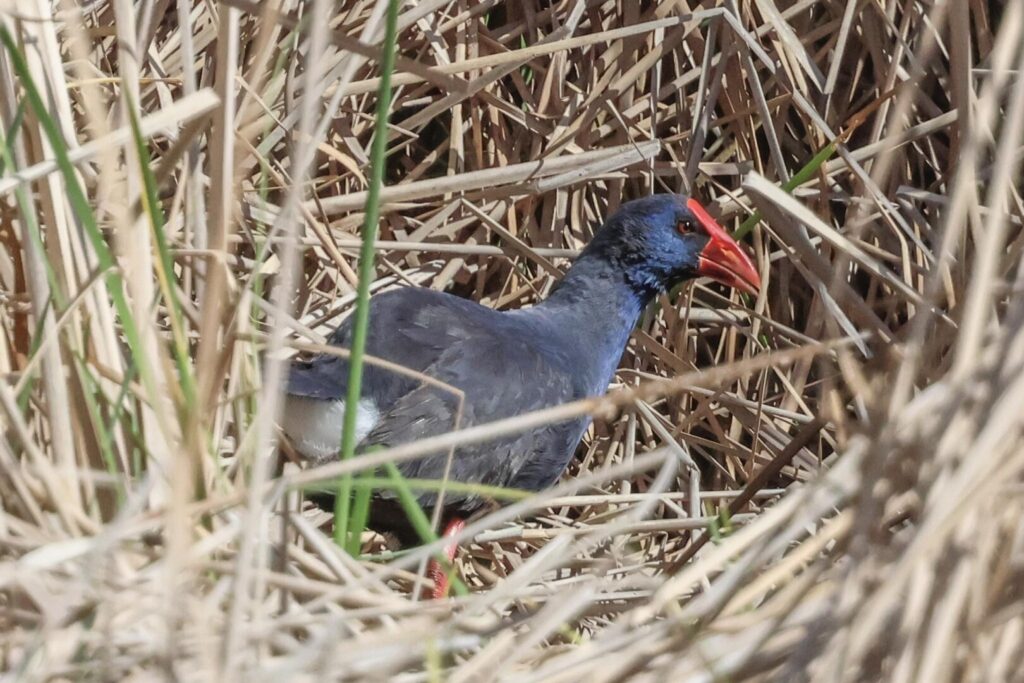 Western Swamphen