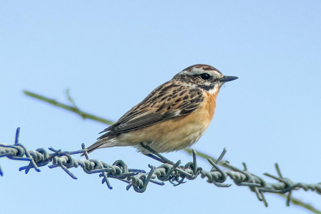 Whinchat
