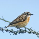 Whinchat