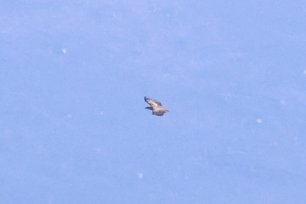 White-tailed Eagle