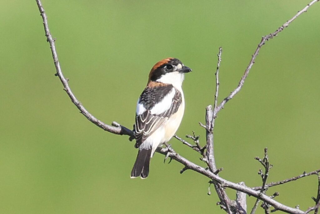 Woodchat Shrike