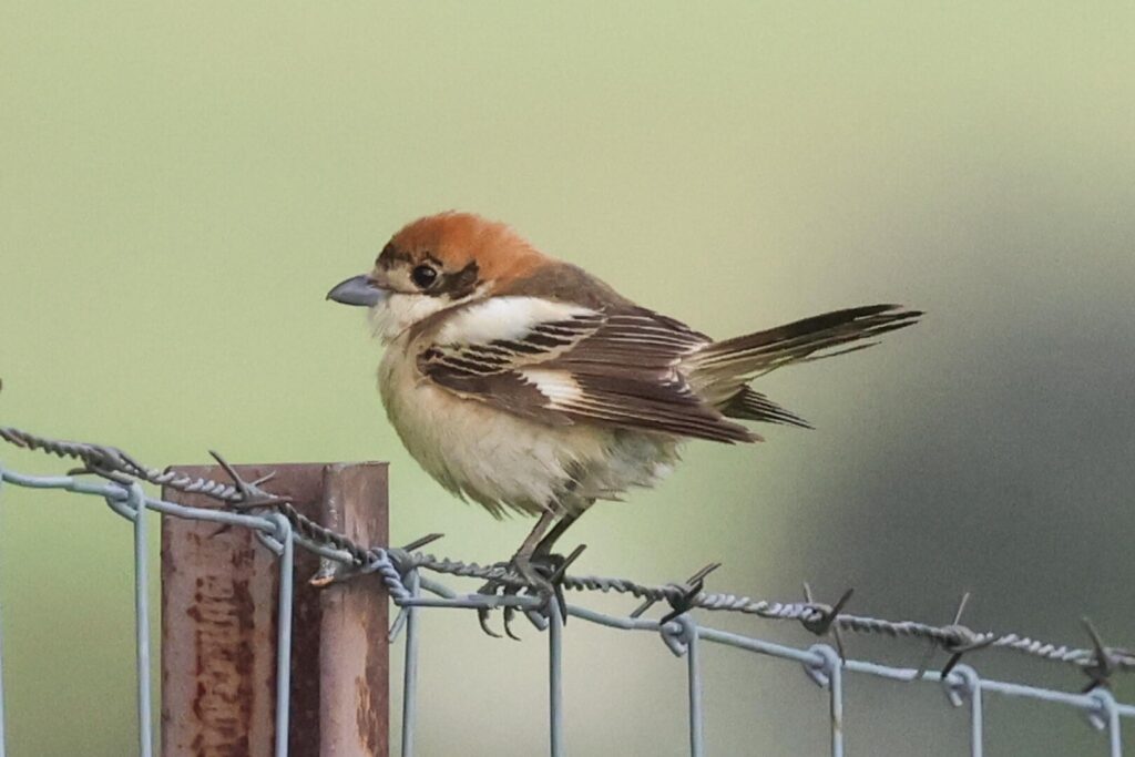 Woodchat Shrike