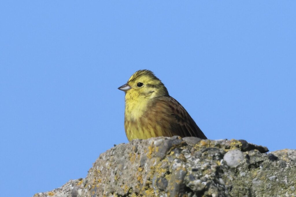 Yellowhammer