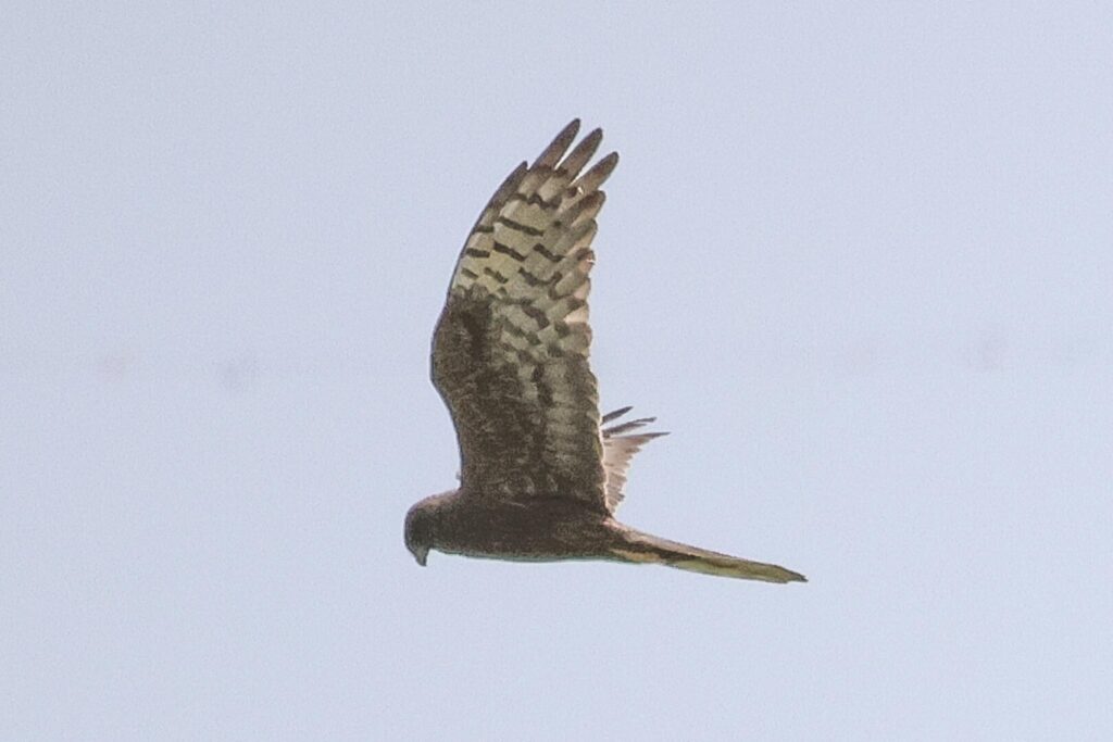 melanic Montagu's Harrier