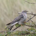 Cuckoo