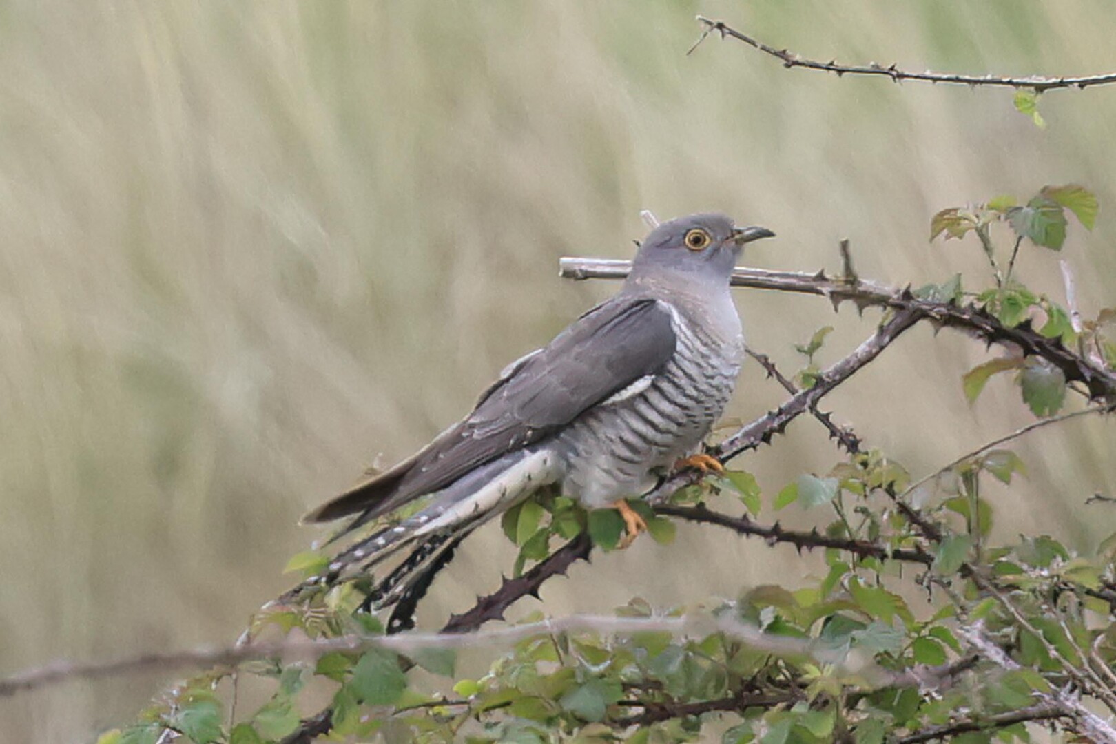 Cuckoo