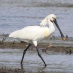 Spoonbill