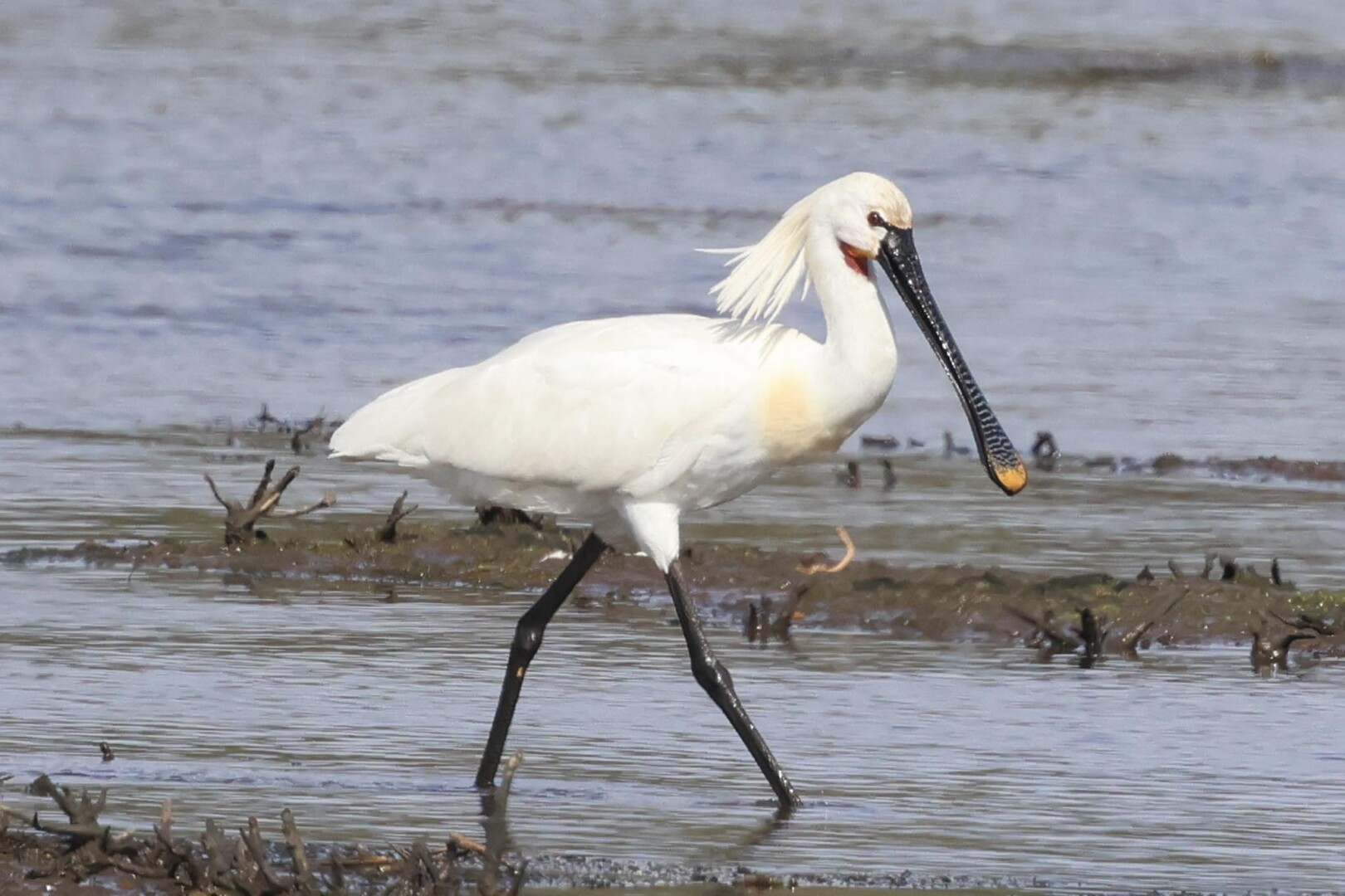 Spoonbill