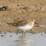 Temminck's Stint
