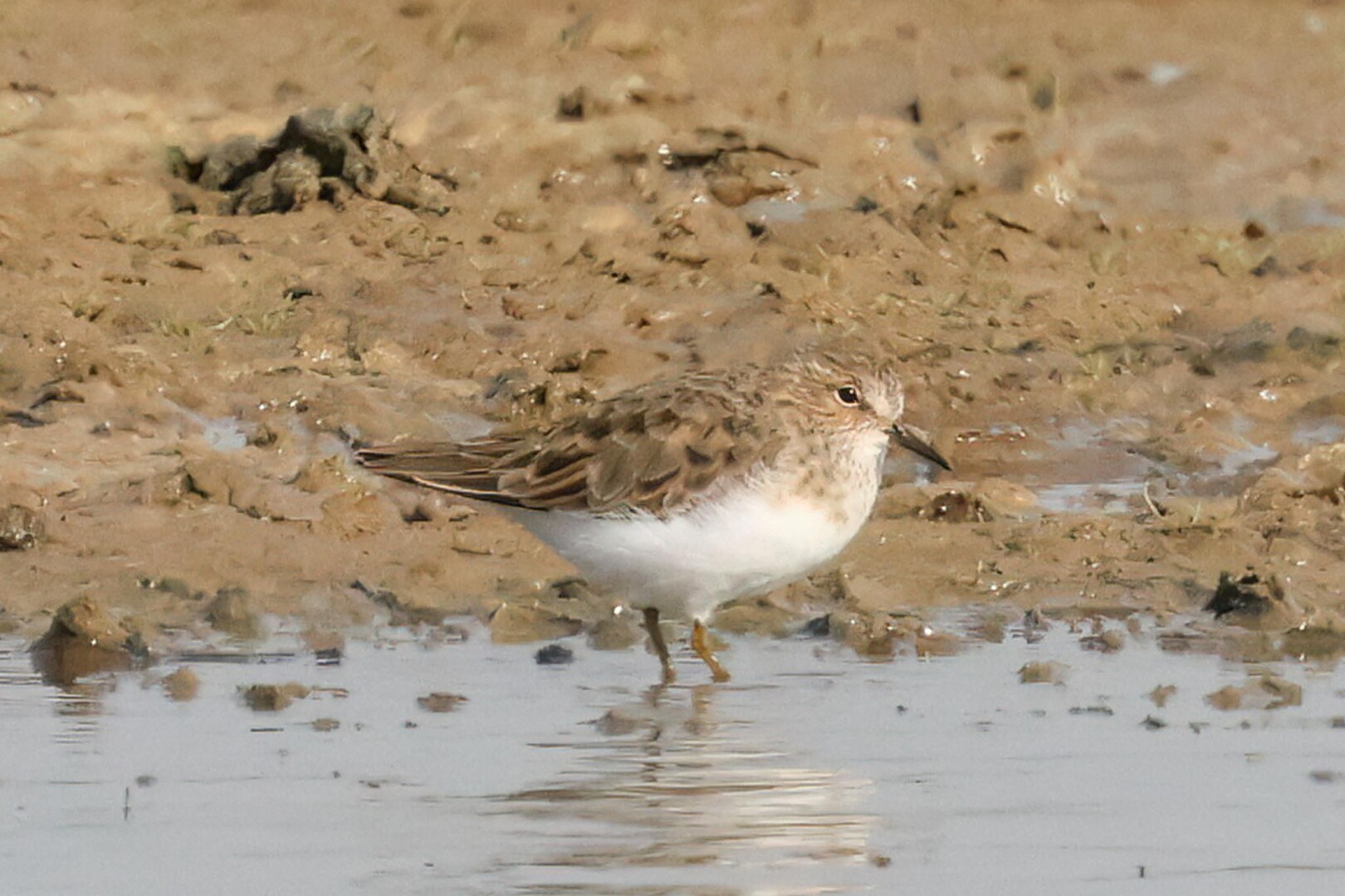 Temminck's Stint