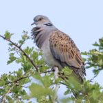 Turtle Dove