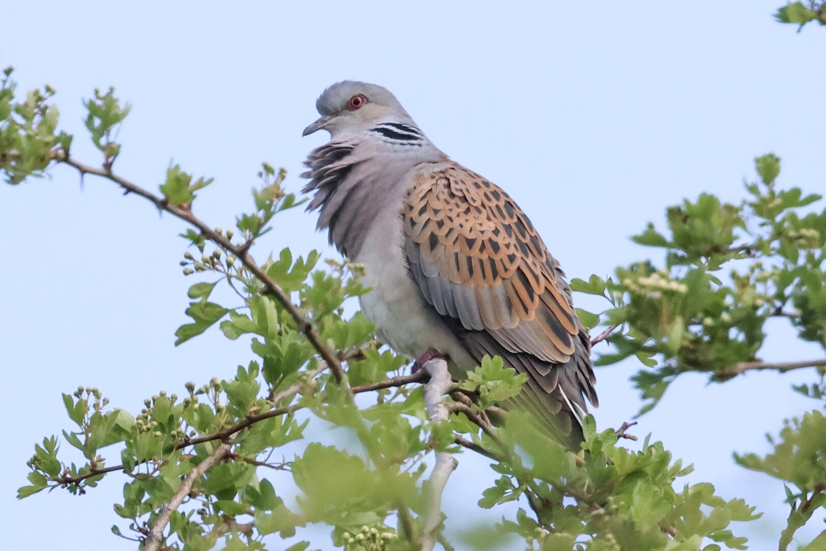 Turtle Dove