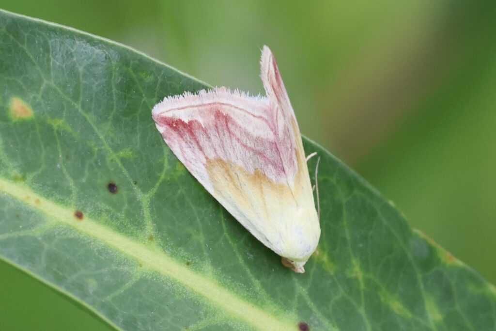 Beautiful Marbled