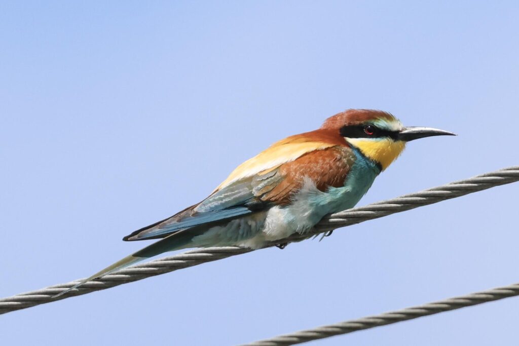 Bee-eater