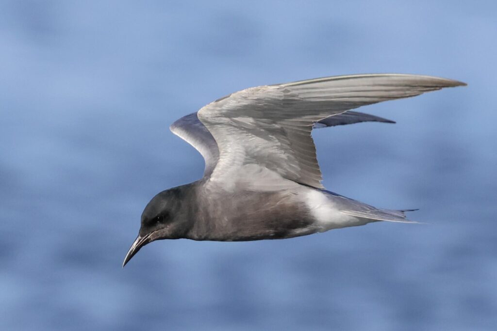 Black Tern