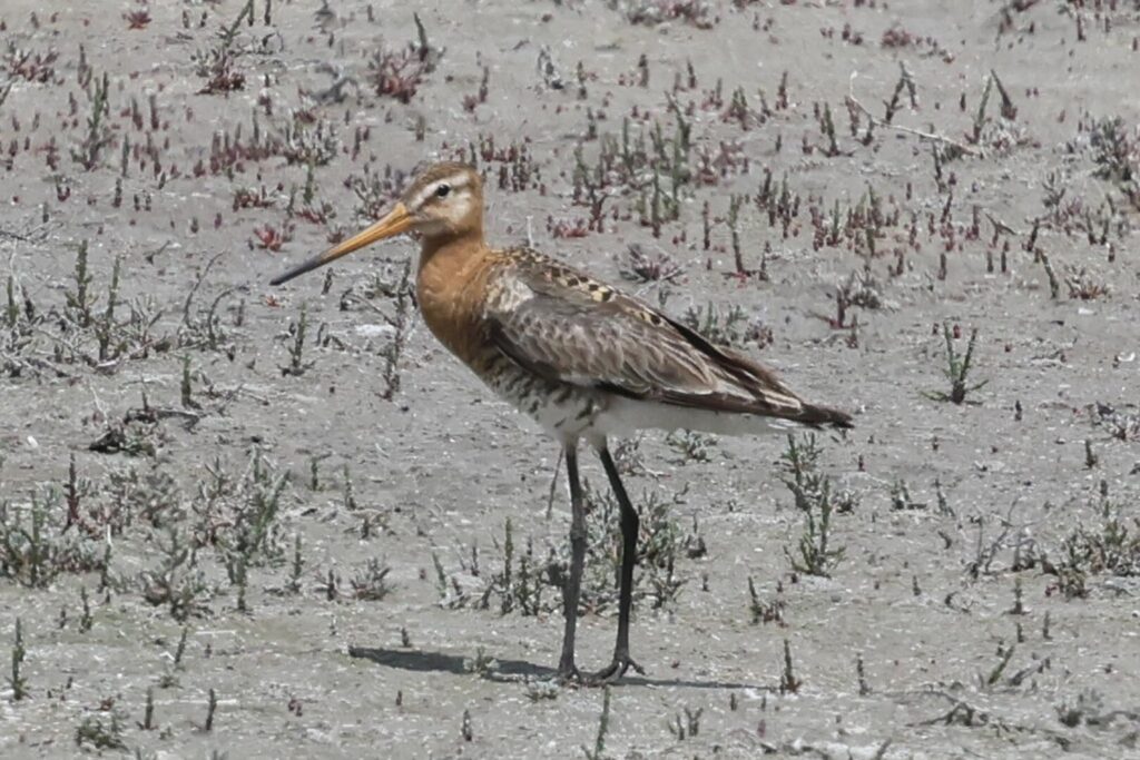 Black-tailed Godwit