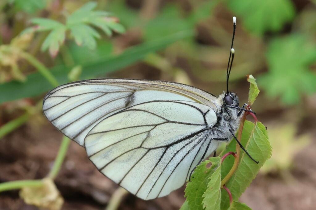Black-veined White