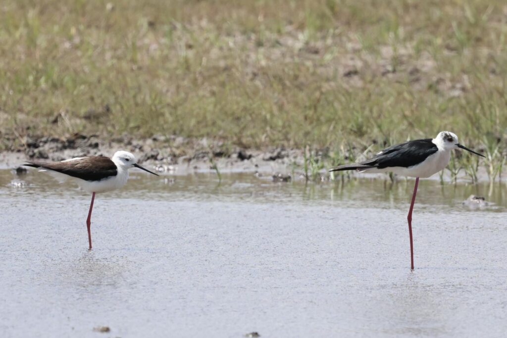 Black-winged Stilts