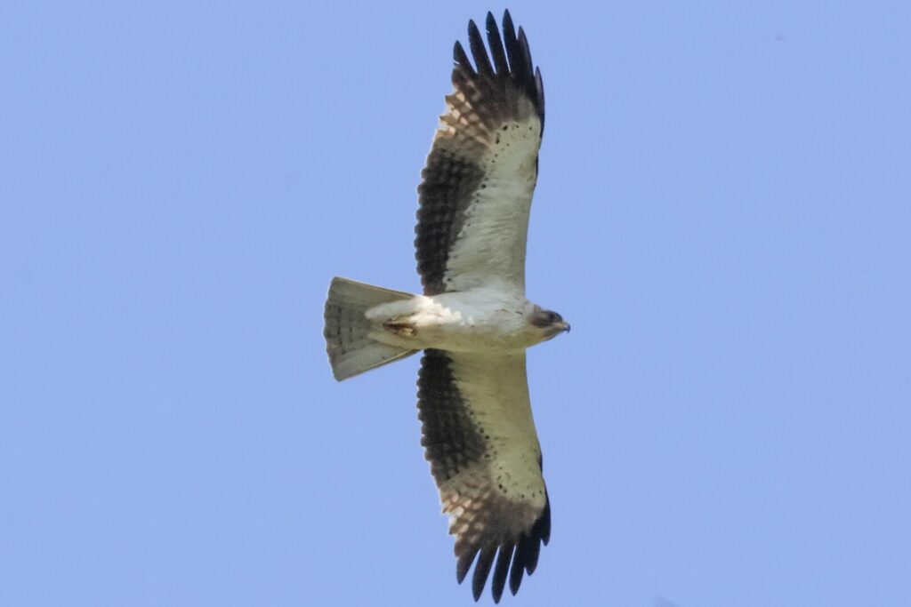 Booted Eagle