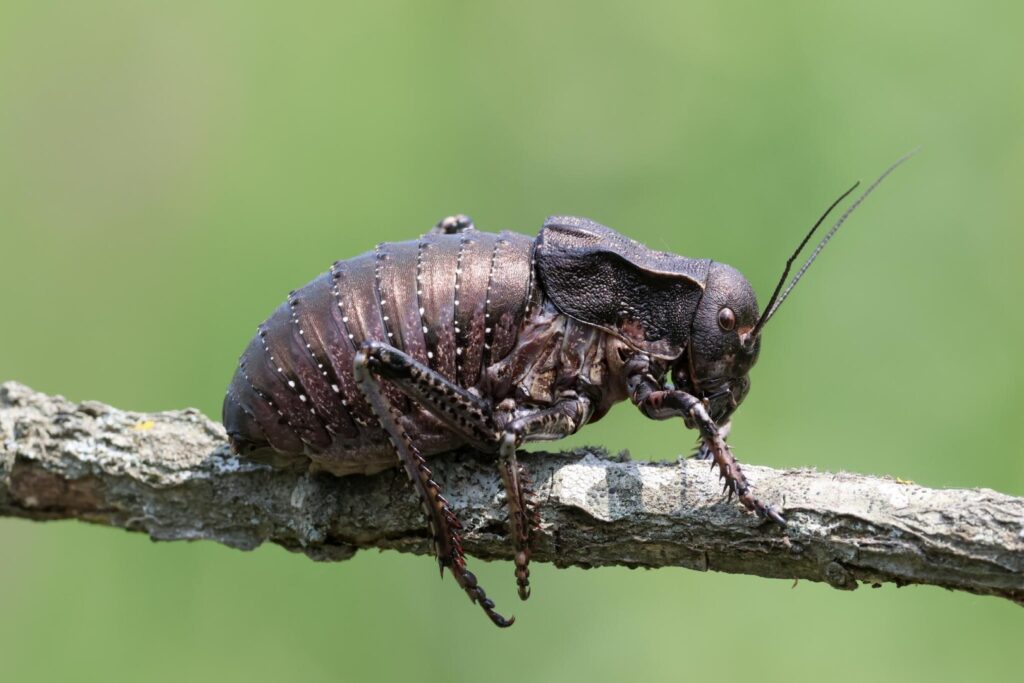 Bronze Glandular Bush-cricket