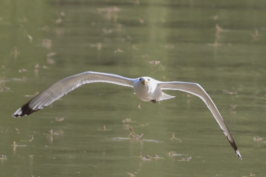 Caspian Gull