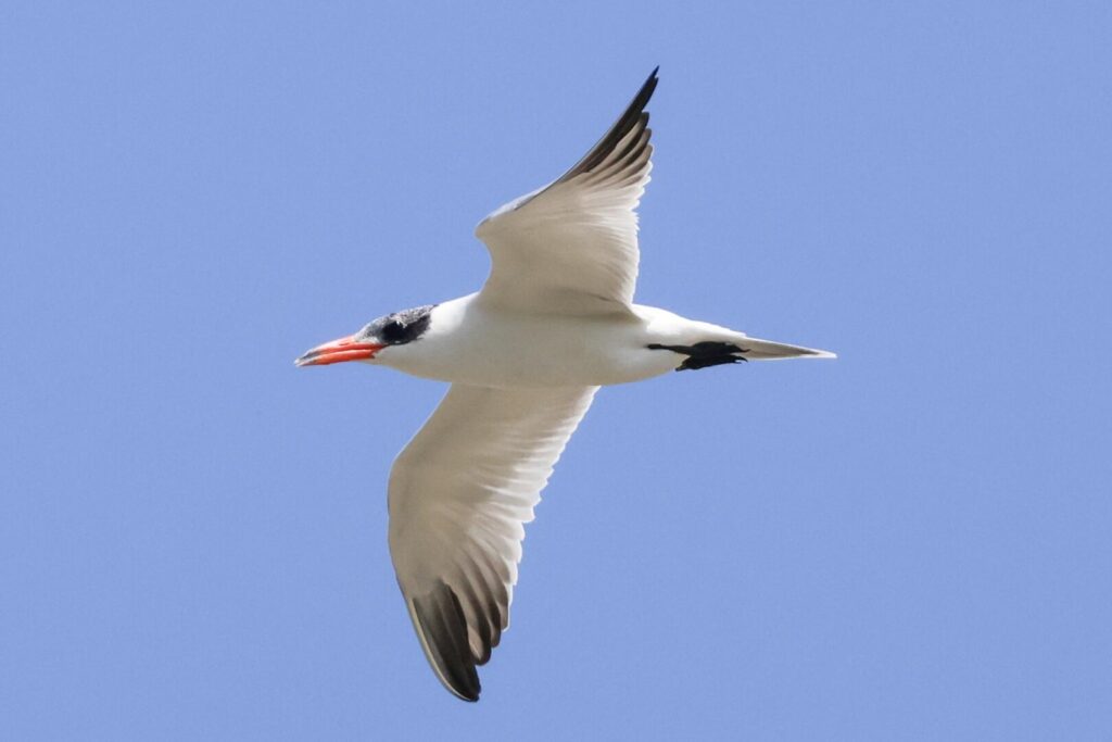 Caspian Tern