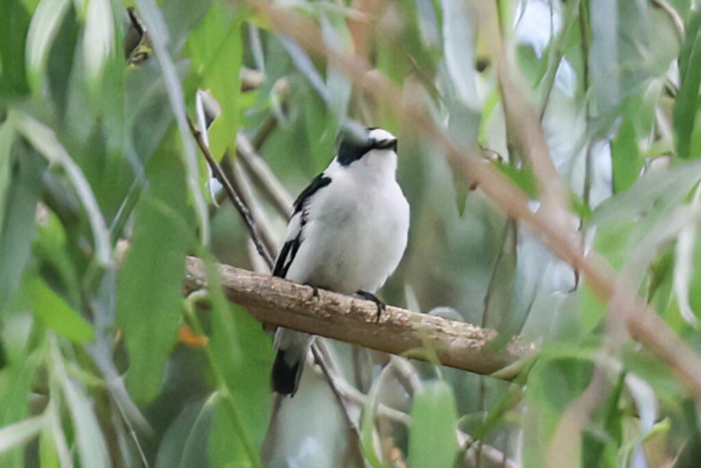 Collared Flycatcher