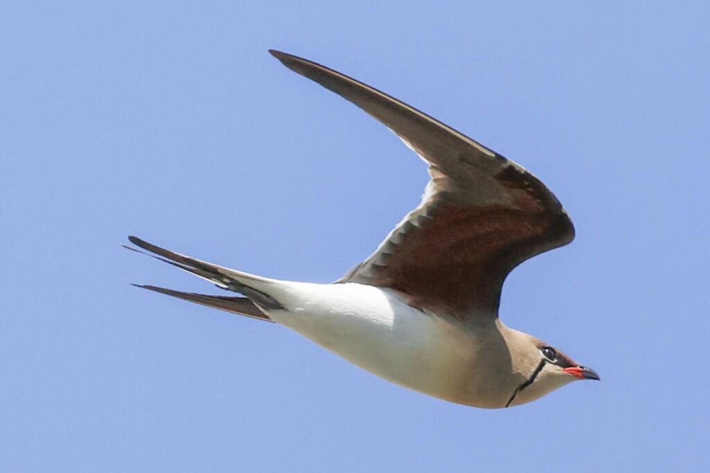 Collared Pratincole