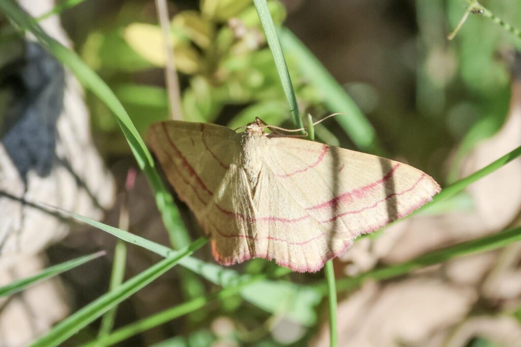 Common Pink-barred