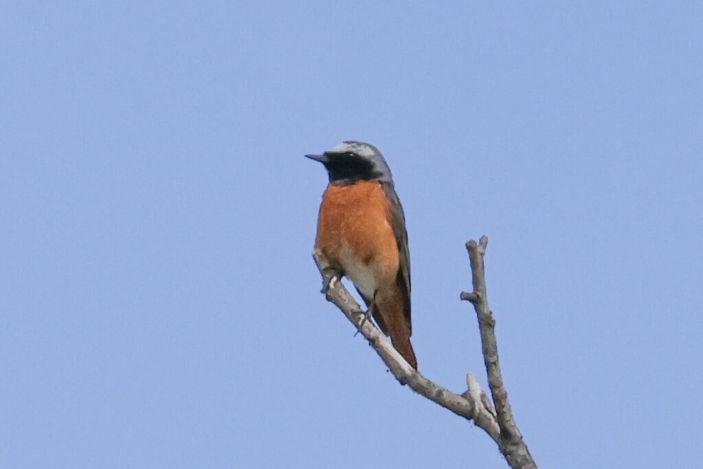 Common Redstart