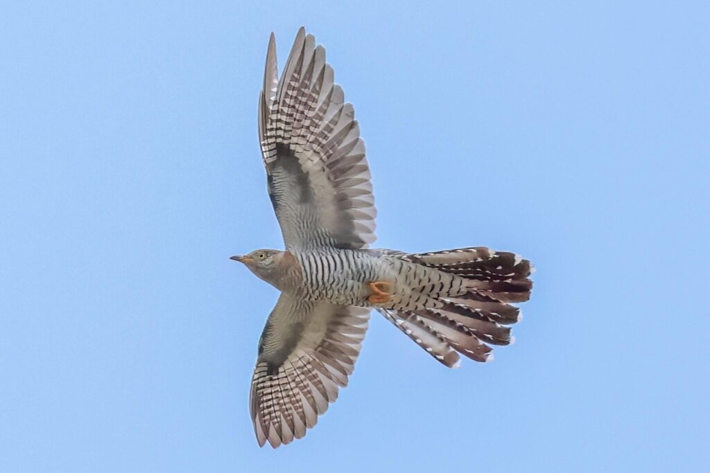 Cuckoo