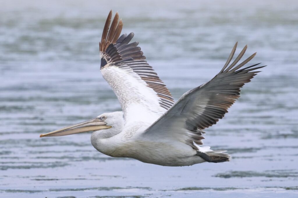 Dalmatian Pelican