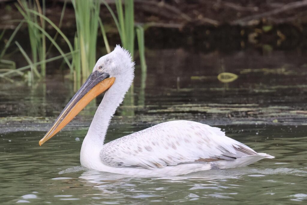 Dalmatian Pelican