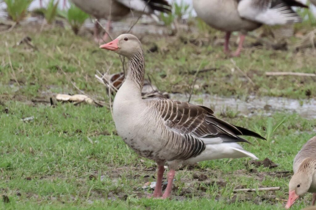 Eastern Greylag Goose