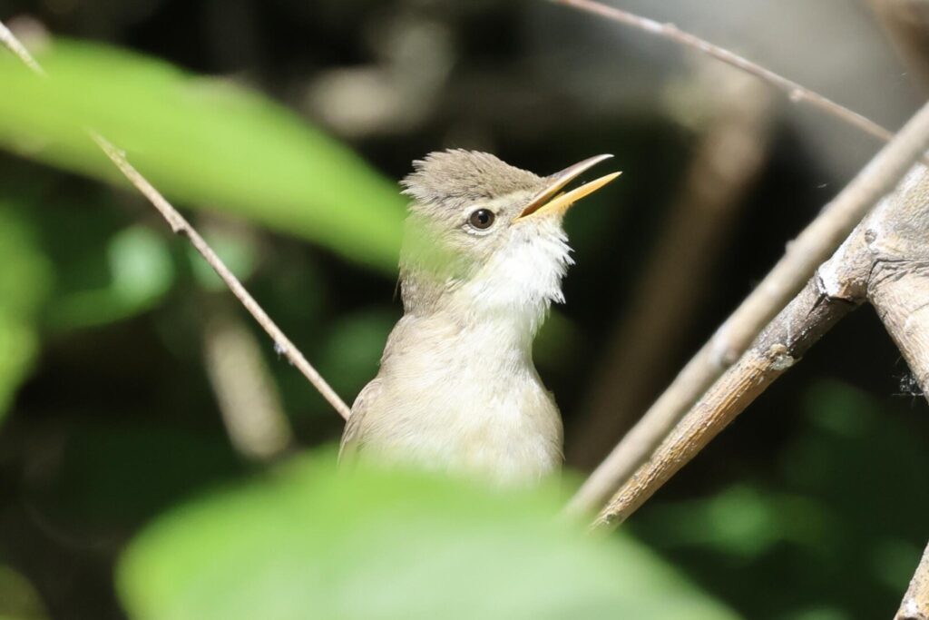 Eastern Olivaceous Warbler