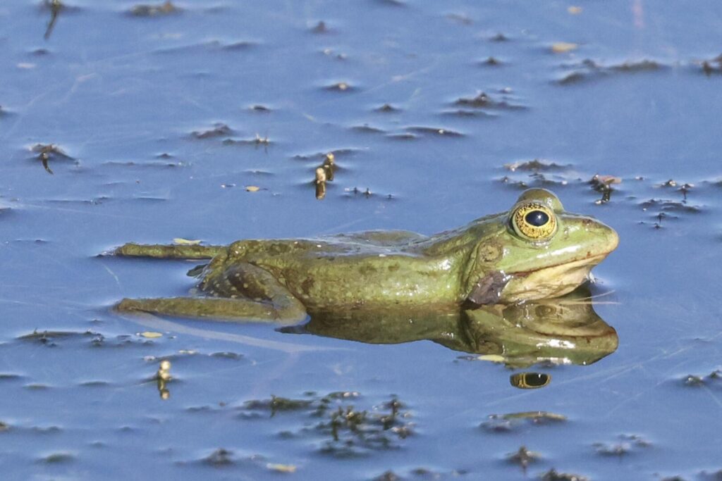 Marsh/Pond/Edible Frog