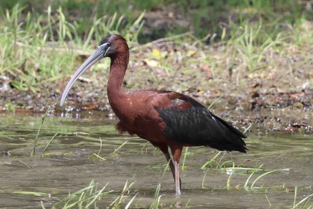 Glossy Ibis