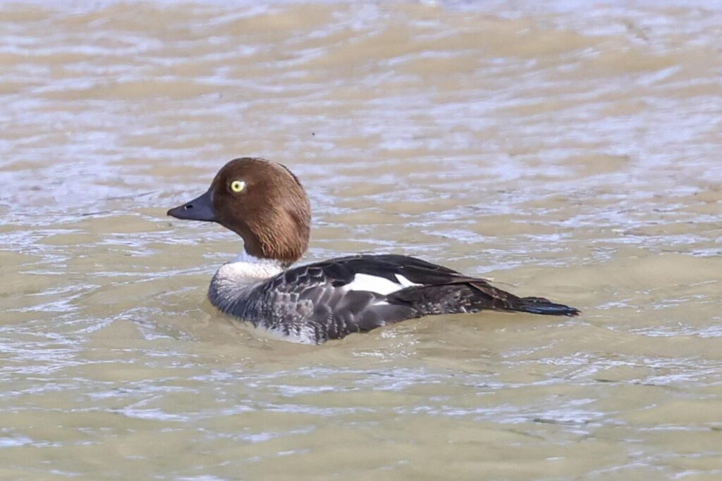 Goldeneye