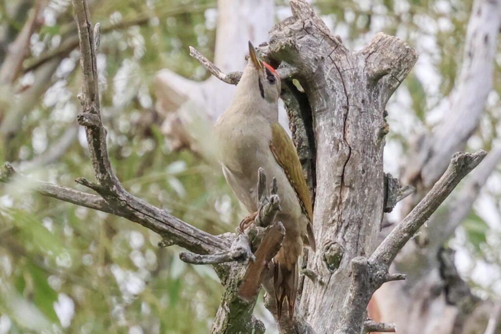 Grey-headed Woodpecker