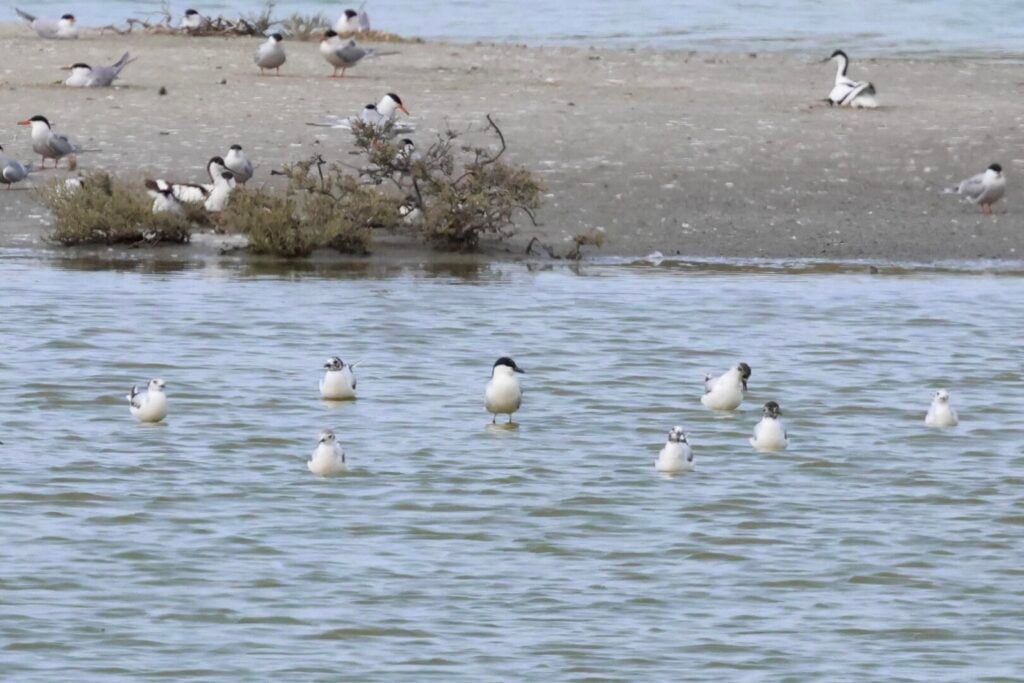Gull-billed Tern