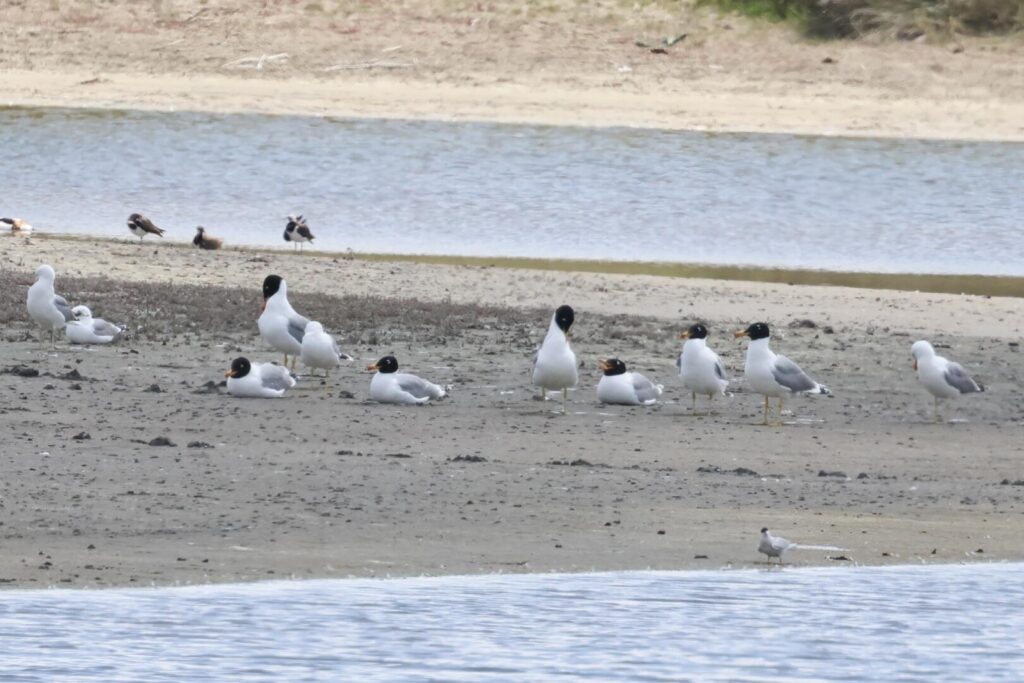 Gulls