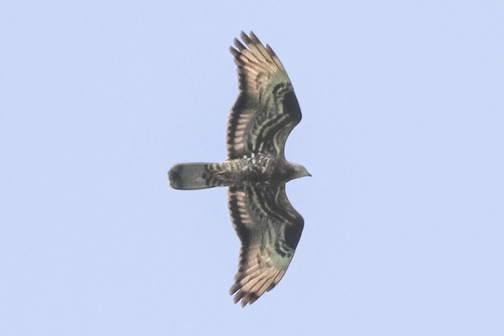 Honey Buzzard