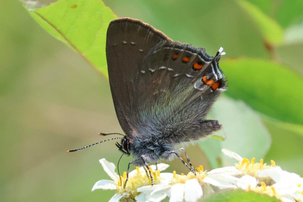 Ilex Hairstreak