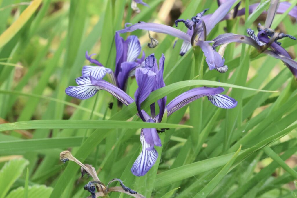 Iris sintenisii